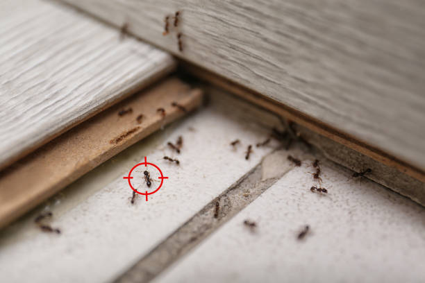 Best Flea Control Services  in Pukalani, HI