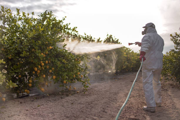 Best Ant Control Services  in Pukalani, HI
