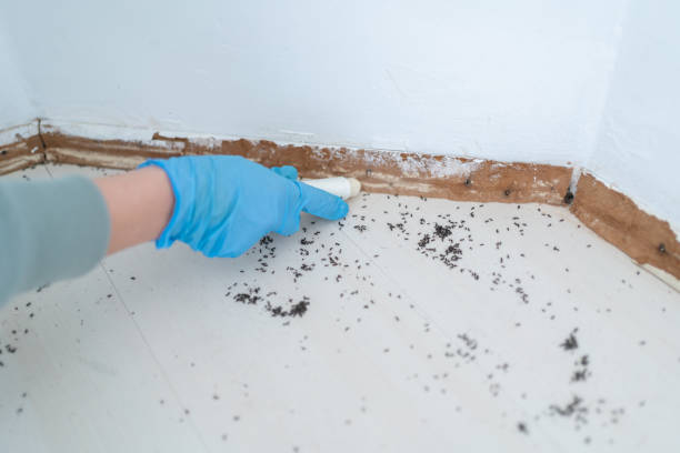 Best Affordable Pest Control Services  in Pukalani, HI